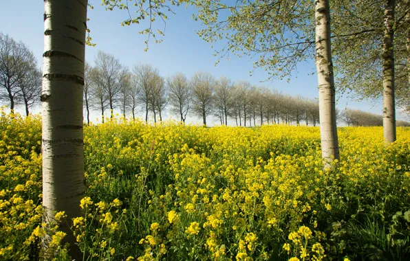 The sky, trees, flowers, yellow, rape, rapeseed field