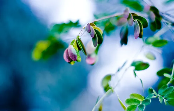 Picture leaves, macro, branch, Plant