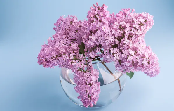 Picture glass, water, flowers, bouquet, spring, vase, flowering, lilac