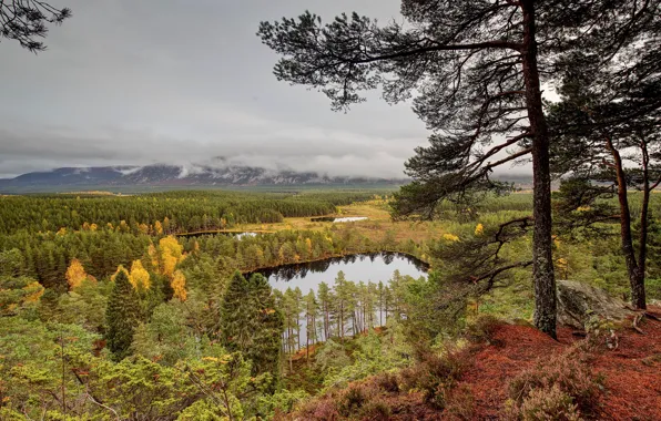 Autumn, forest, the sky, branches, lake, open, tree, overcast