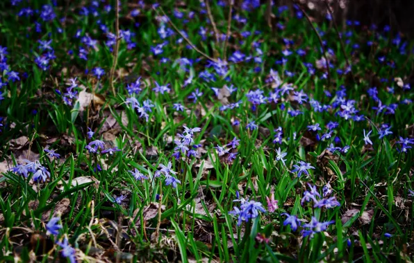 Grass, joy, flowers, nature, mood, foliage, spring, contrast