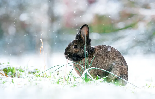 Winter, grass, look, snow, nature, glade, black, hare