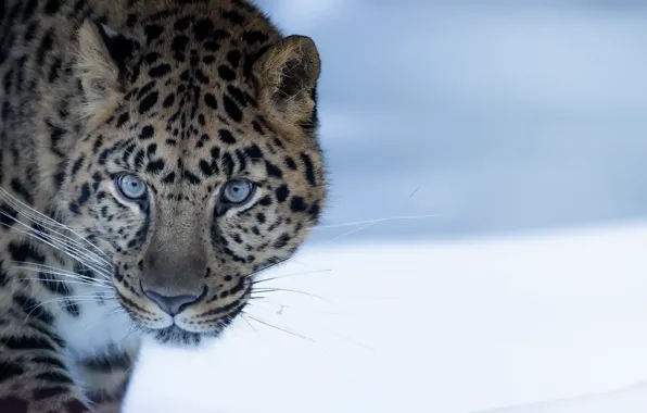 Nature, beast, Amur Leopard