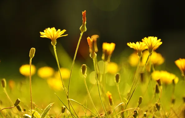 Grass, flowers, yellow