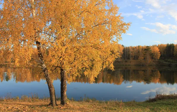 Autumn, forest, leaves, water, lake, surface, tree, yellow