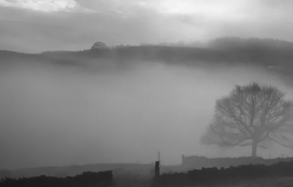 Picture landscape, nature, fog, silhouettes, dervla