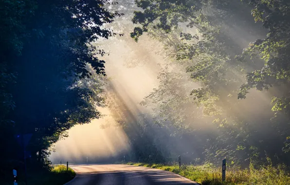 Picture road, rays, trees, fog
