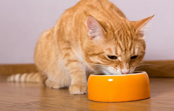 Picture cat, eating, food bowl