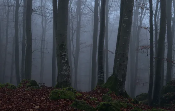 Picture forest, trees, nature, fog, moss, Niklas Hamisch