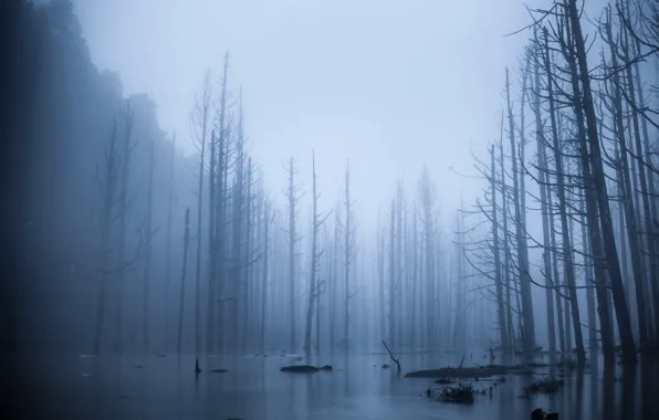 Picture forest, trees, fog, spill, flood