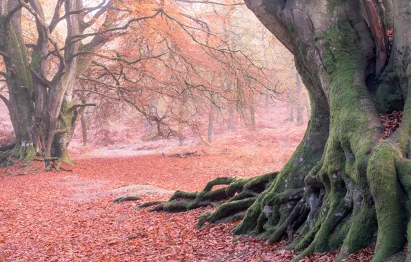 Autumn, forest, roots, fog, Park, tree, branch, foliage
