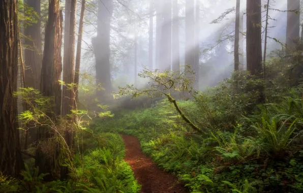 Picture fog, path, forest