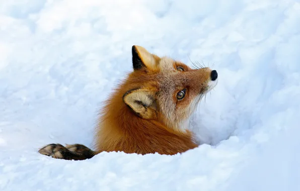 Winter, look, snow, pose, portrait, Nora, Fox, the snow
