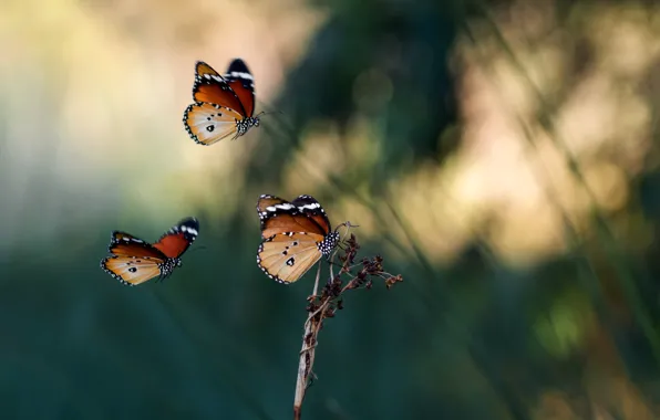 Summer, macro, butterfly, insects, butterfly, stem, trio, bokeh