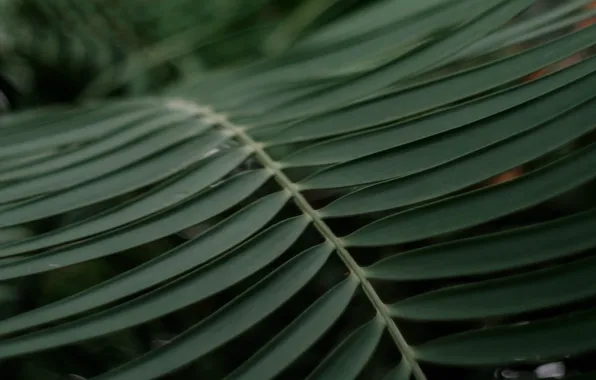 Leaves, macro, Palma, branch