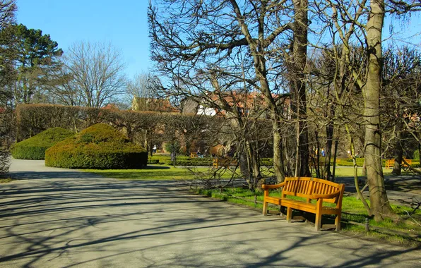 Trees, park, bench