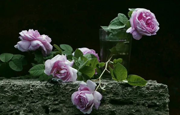 Picture glass, roses, the dark background