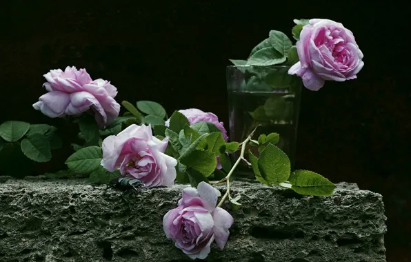 Glass, roses, the dark background