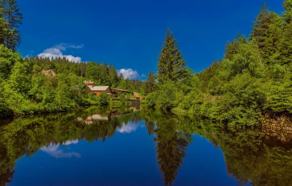 Forest, lake, reflection, home, Germany, Germany, Baden-Württemberg, Baden-Württemberg