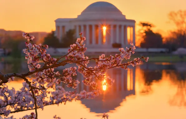 The sky, the sun, rays, light, sunset, flowers, branches, the city