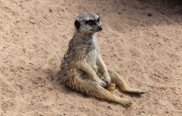 Animal, sitting, meerkat