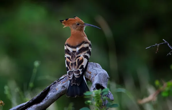 Wallpaper African hoopoe, African Hoopoe, bird, nature