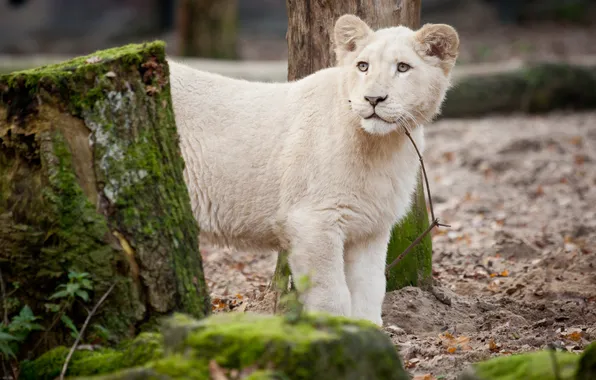 Picture cat, moss, branch, lion, white lion