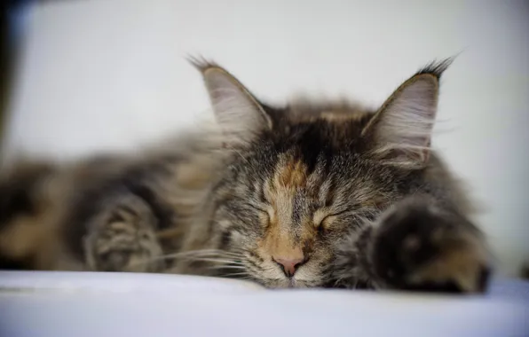 Cat, sleeping, lies, tri-color, spotted