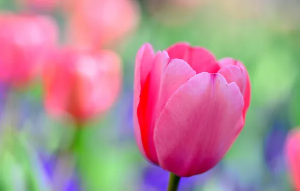 Macro, petals, garden, tulips