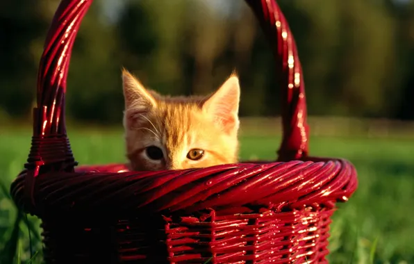 Picture kitty, basket, cute, Peeps