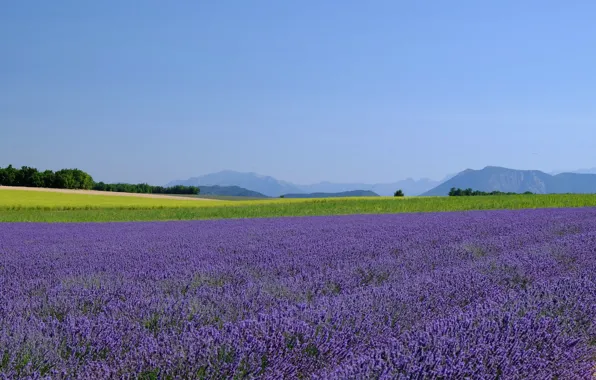 Field, the sky, mountains, horizon, farm, lavender, lavender field