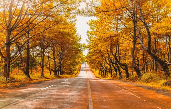 Picture autumn, forest, Park, alley