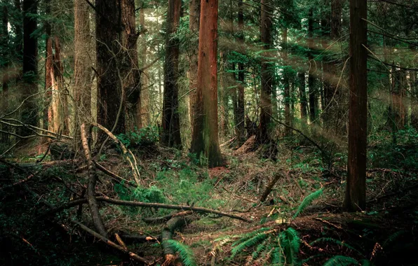 Picture forest, trees, nature