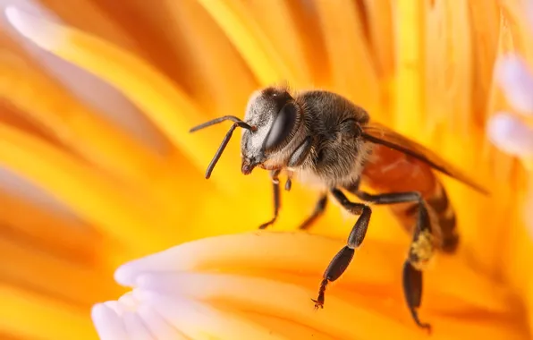 Picture flower, macro, bee