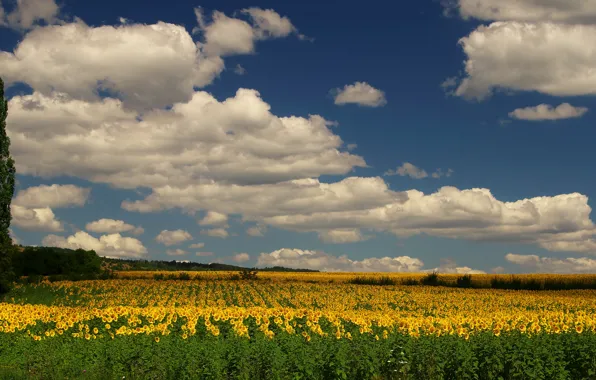 Field, the sky, clouds, sunflowers, flowers, blue, tree, dal