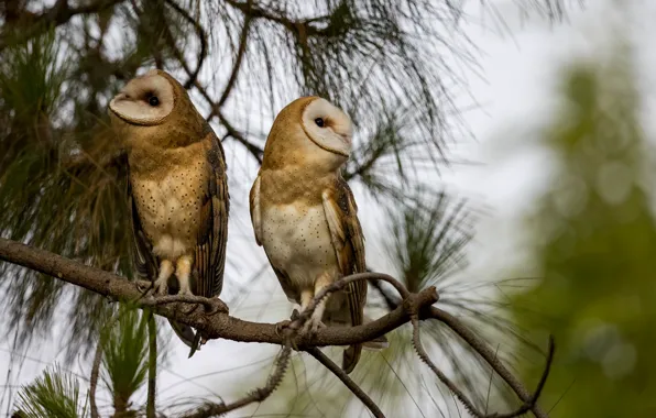 Birds, branches, owl, pair, owls, the barn owl, two owls, barn owls