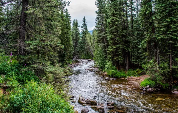 Picture forest, trees, landscape, river