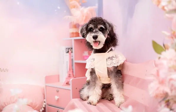 Look, pose, clothing, dog, costume, outfit, image, face