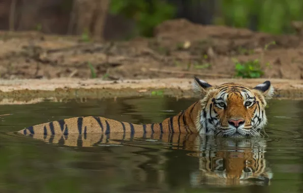 Look, face, water, tiger, reflection, shore, bathing, swimming