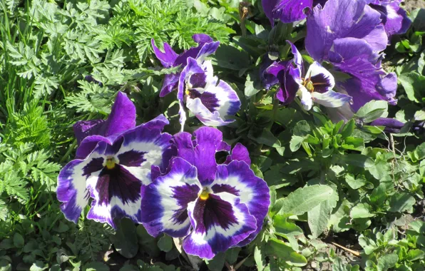 Pansy, April, spring 2018, garden violets, mamala ©