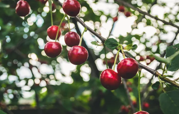 Picture branches, cherry, berries