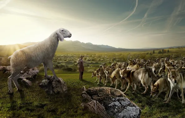 Field, the sky, nature, stones, humor, pack, shepherd, sheep