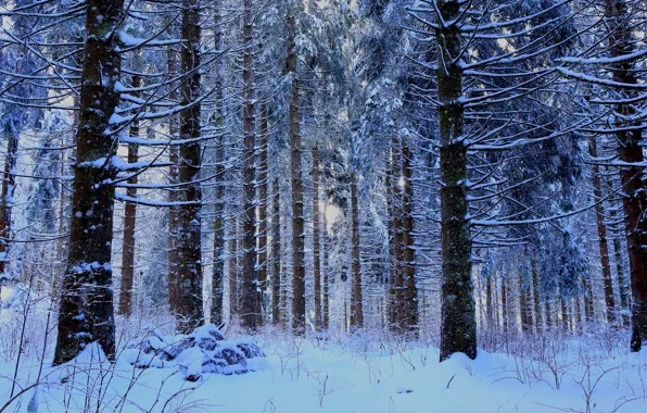 Winter, frost, forest, snow, trees, branches, nature, trunks