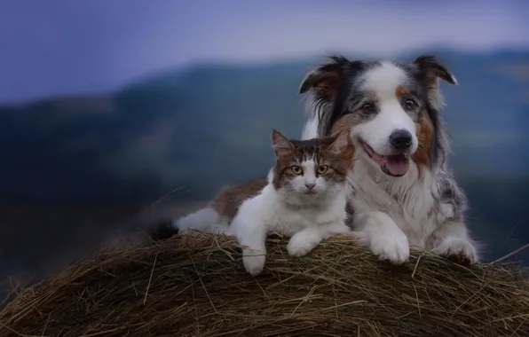 Cat, dog, hay, friends, Australian shepherd