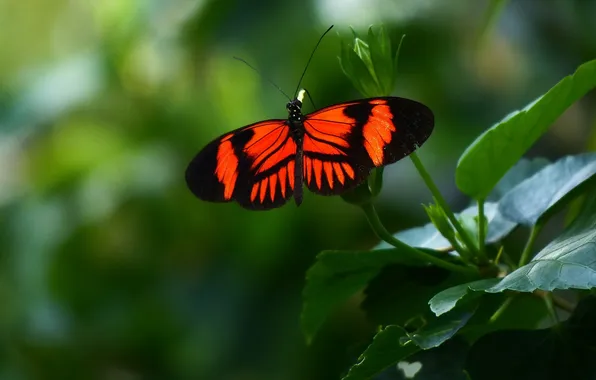 Leaves, microsemi, butterfly, wings, insect, beautiful, closeup