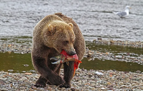 Picture nature, fish, bear