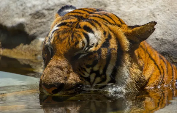 Picture face, tiger, predator, bathing, wild cat, pond