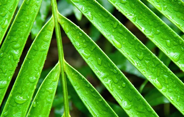 Picture leaves, water, drops, branches, Rosa, plant