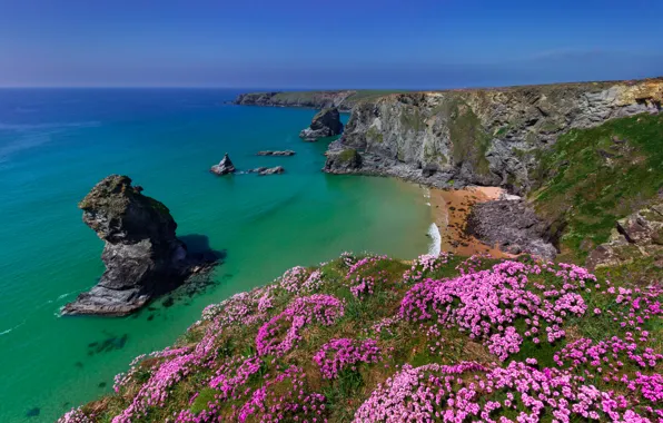 Sea, flowers, rocks, coast, England, England, Cornwall, Cornwall