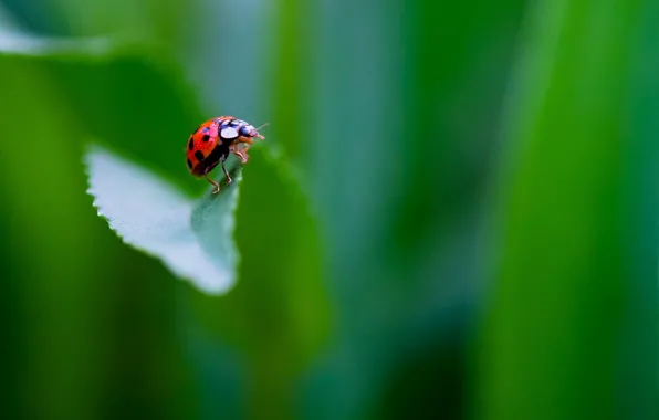 Sheet, ladybug, point, bokeh